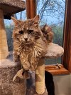 adoptable Cat in  named Smokey the Bear