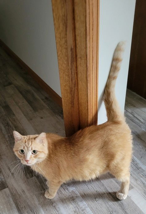 adoptable Cat in Forest Lake, MN named Denny