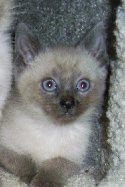 Myrtle