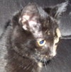 Toti