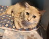 adoptable Cat in Forest Lake, MN named Doshi