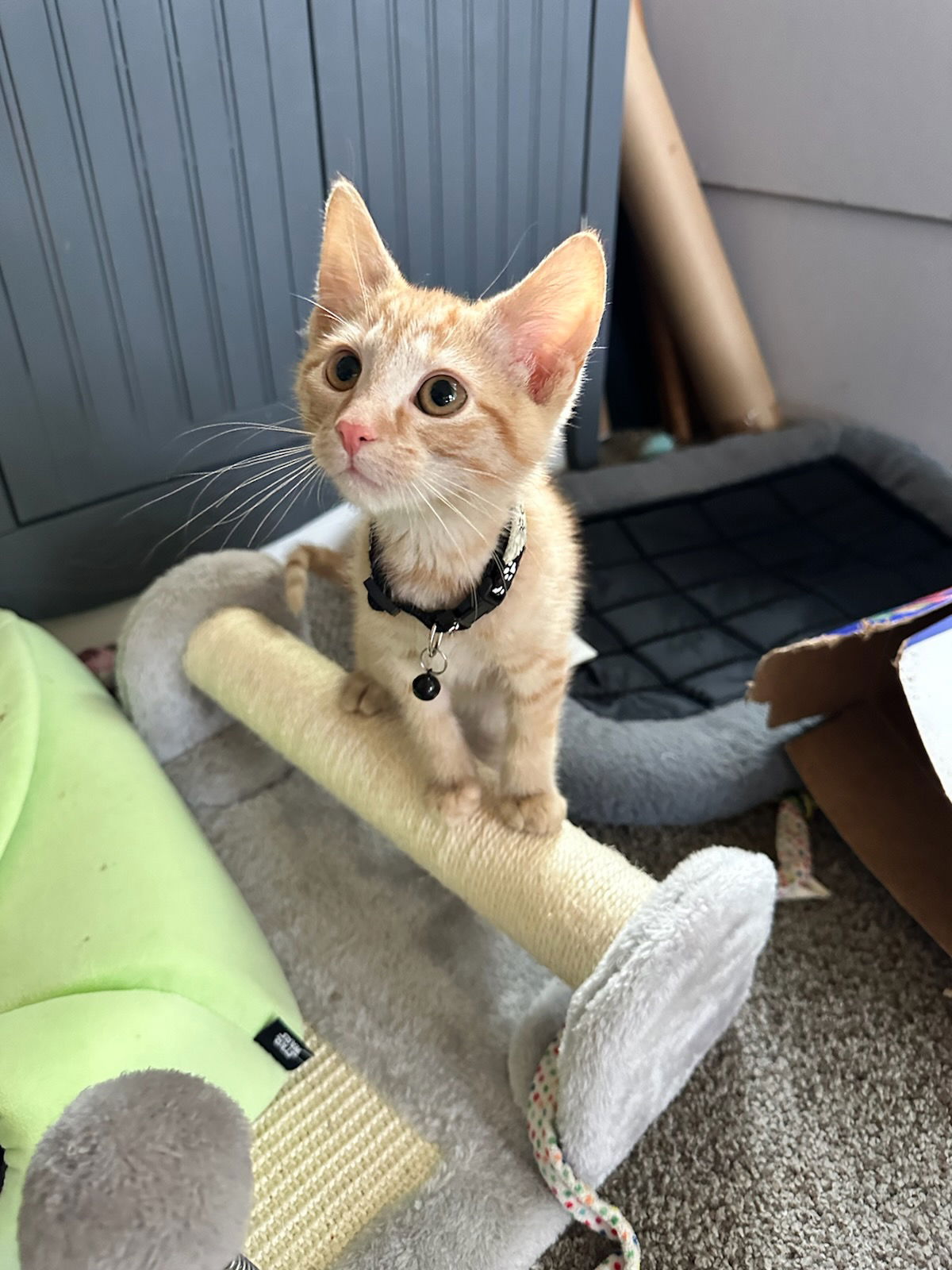 adoptable Cat in Forest Lake, MN named Felis