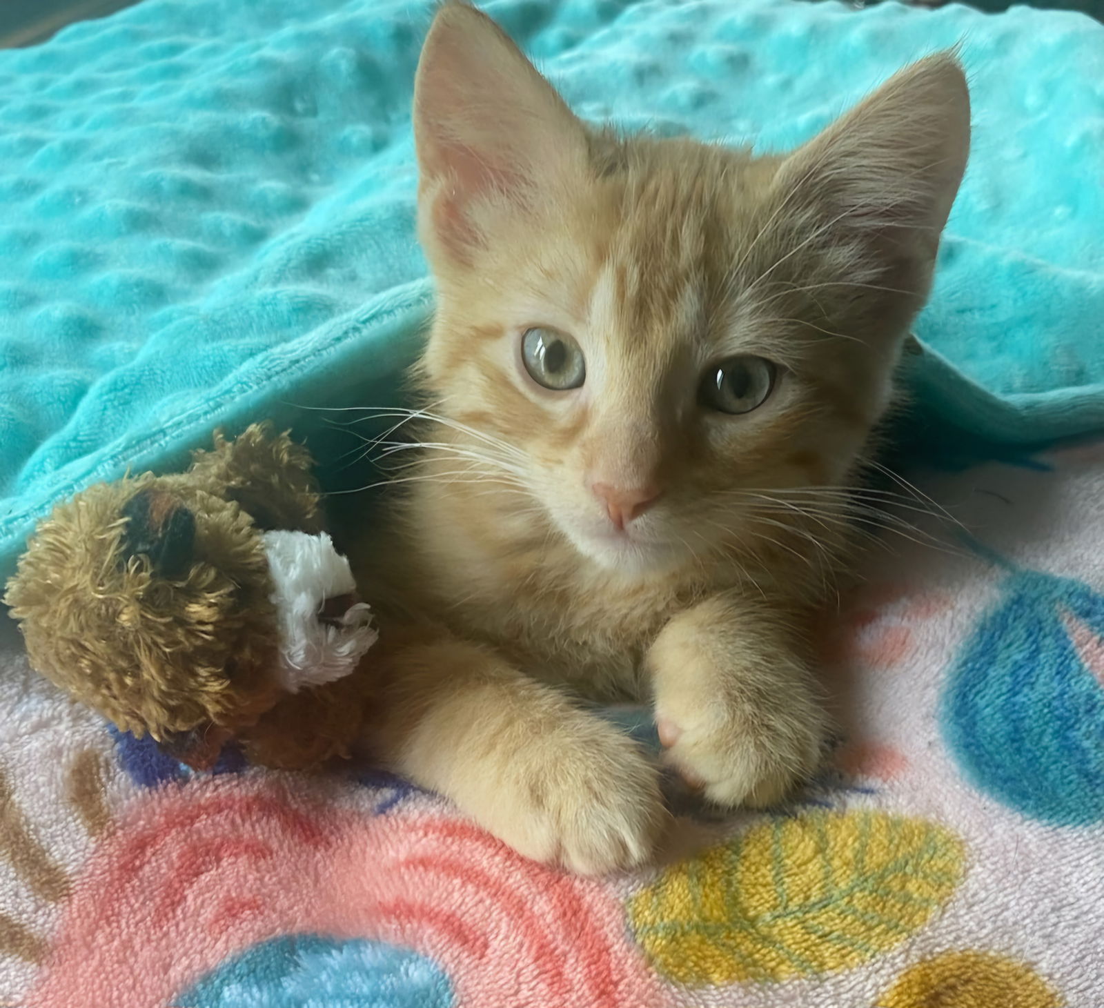 adoptable Cat in Forest Lake, MN named Gobi