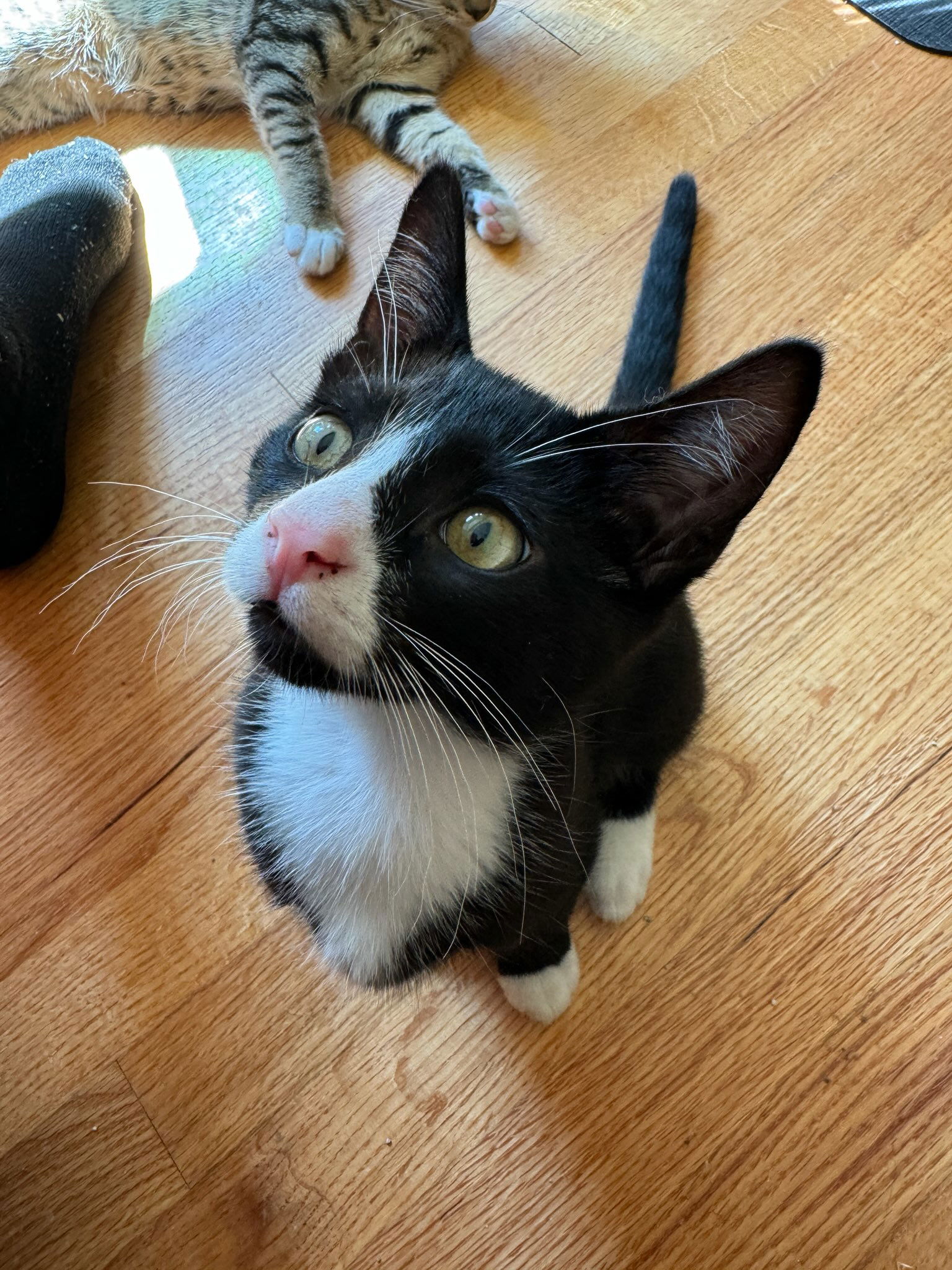 adoptable Cat in Forest Lake, MN named Apollo