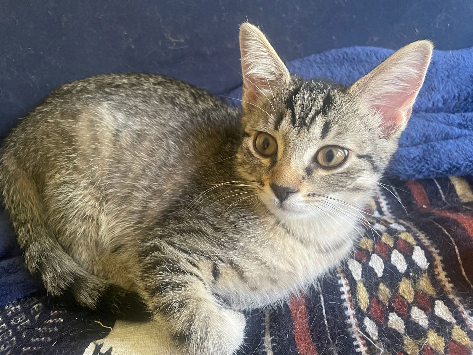 adoptable Cat in Forest Lake, MN named Gemini