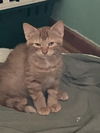 adoptable Cat in Forest Lake, MN named Diego