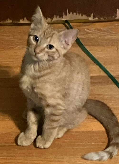 Atticus