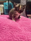 Minnow