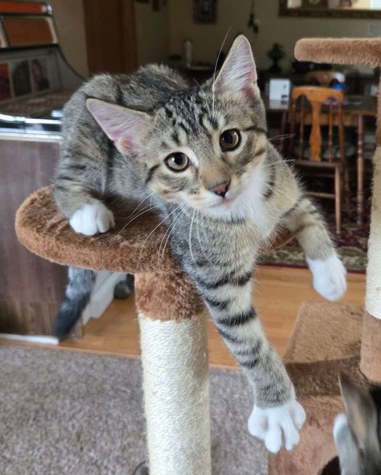 adoptable Cat in Forest Lake, MN named Mansion