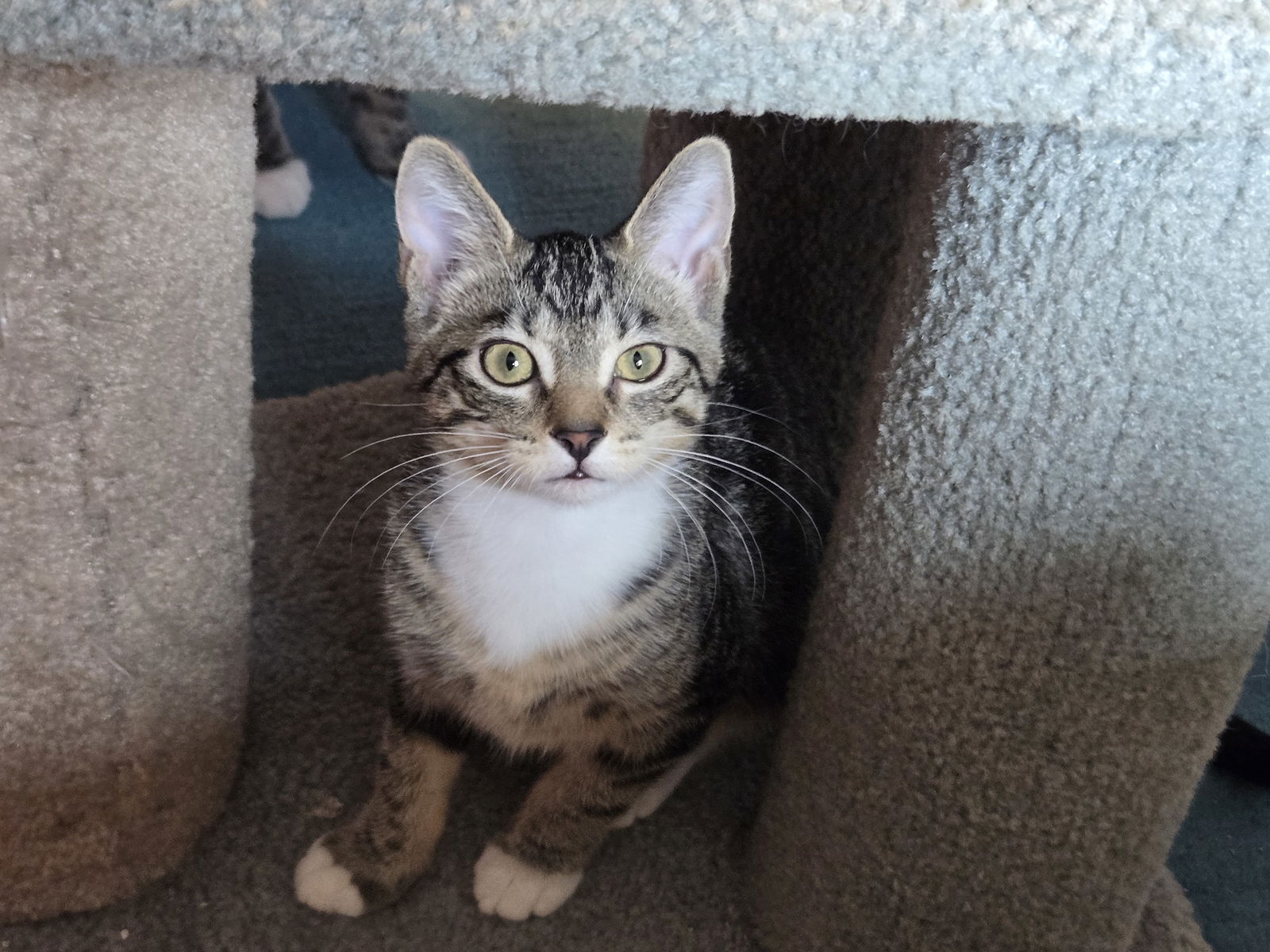 adoptable Cat in Forest Lake, MN named Villa