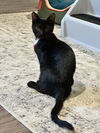 adoptable Cat in , MN named Clove