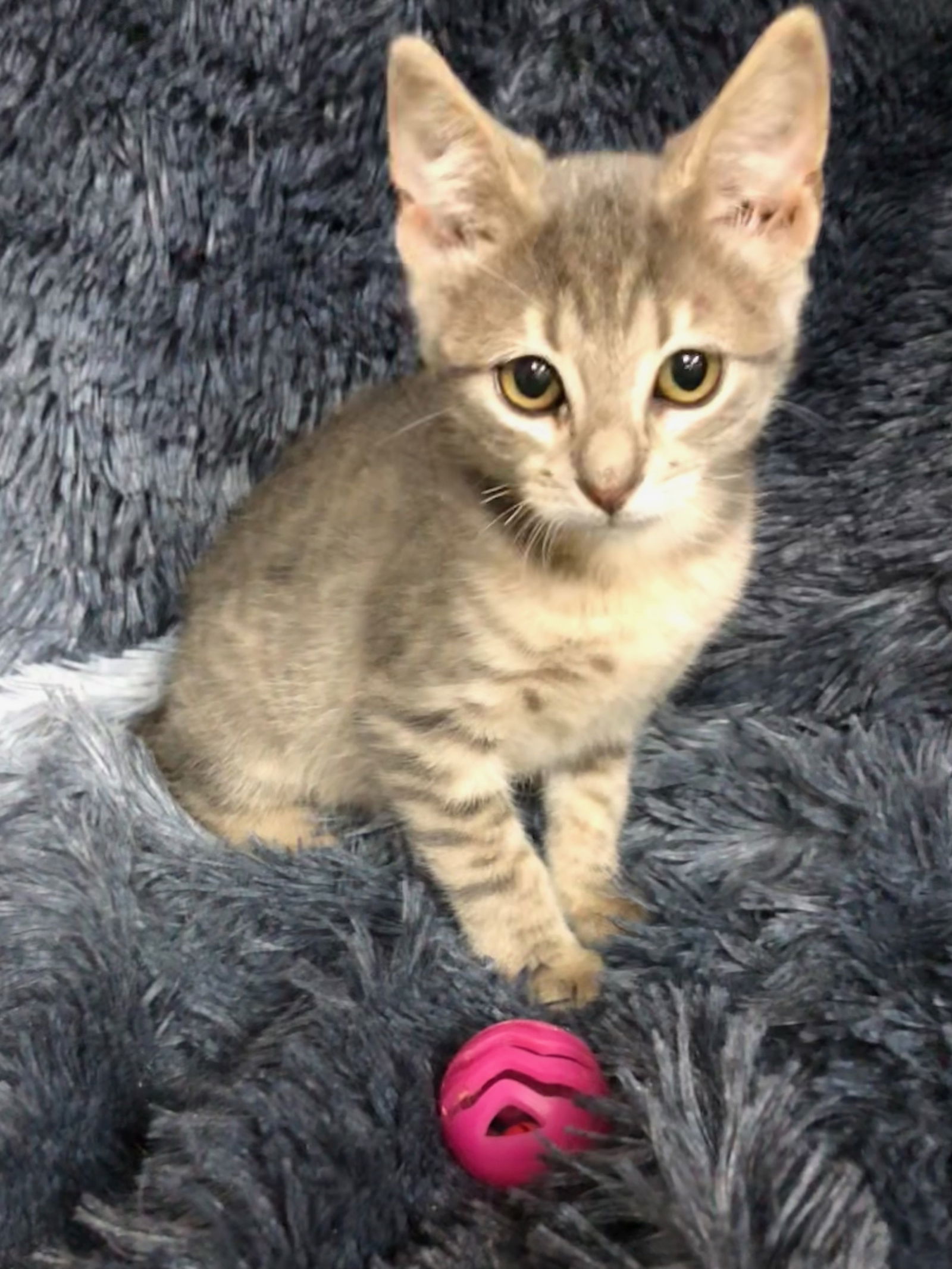 adoptable Cat in Forest Lake, MN named Maitake