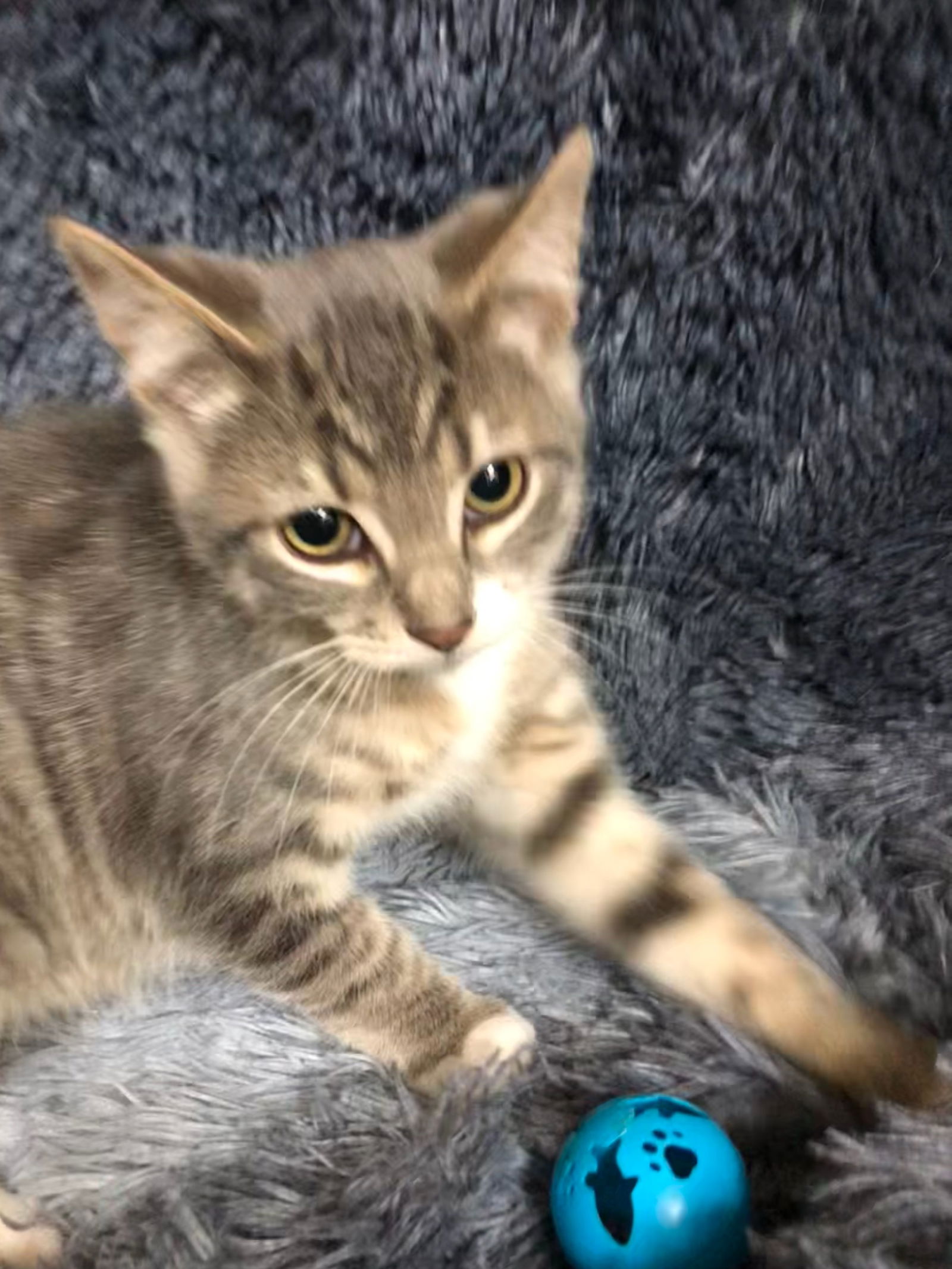 adoptable Cat in Forest Lake, MN named Porcini