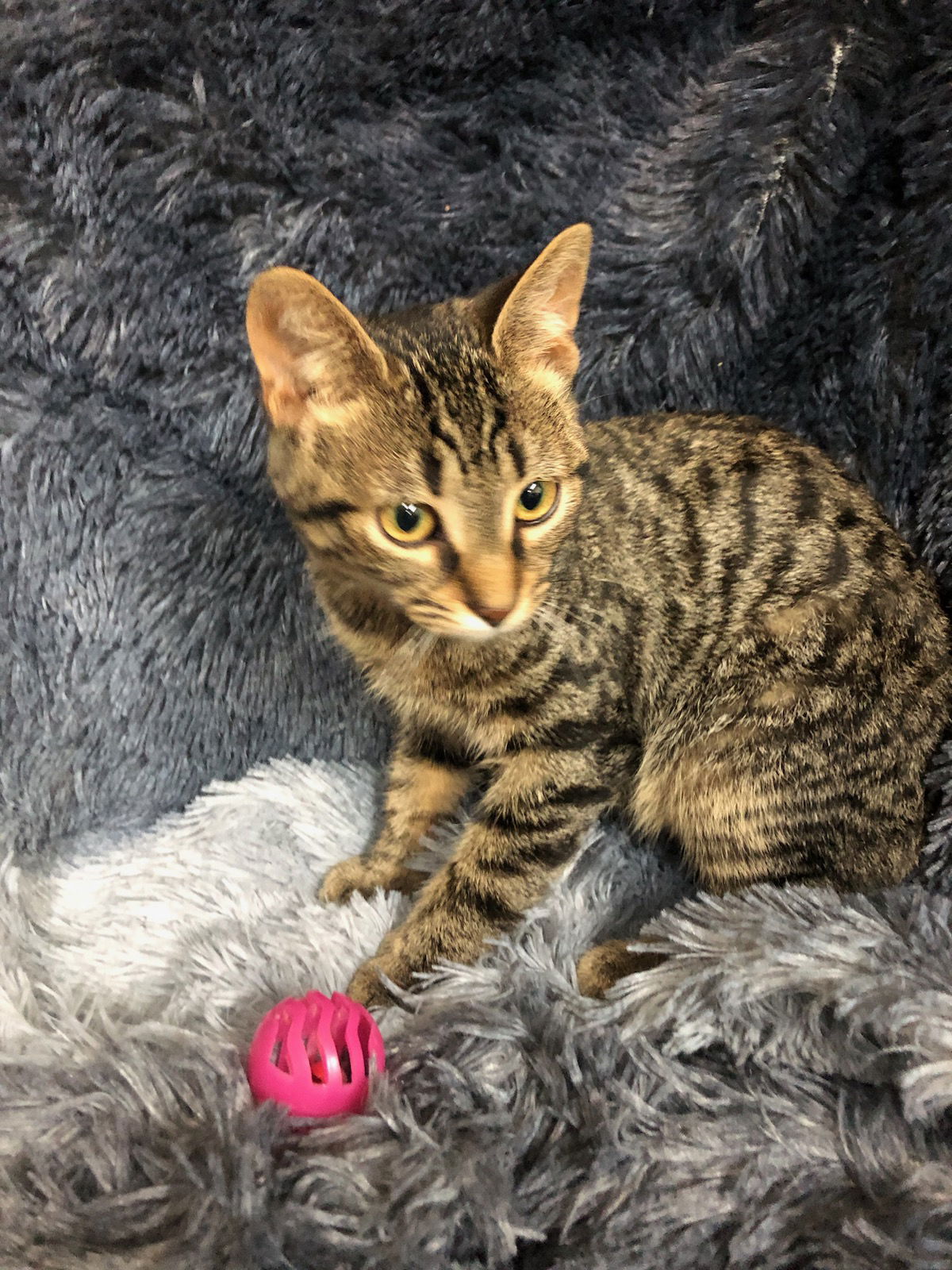 adoptable Cat in Forest Lake, MN named Chanterelle