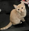 adoptable Cat in , MN named Sandstone