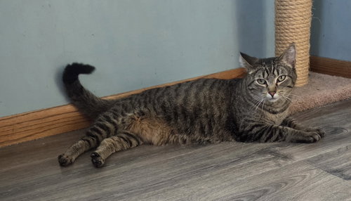 Sweetie, an adoptable Domestic Short Hair in Forest Lake, MN