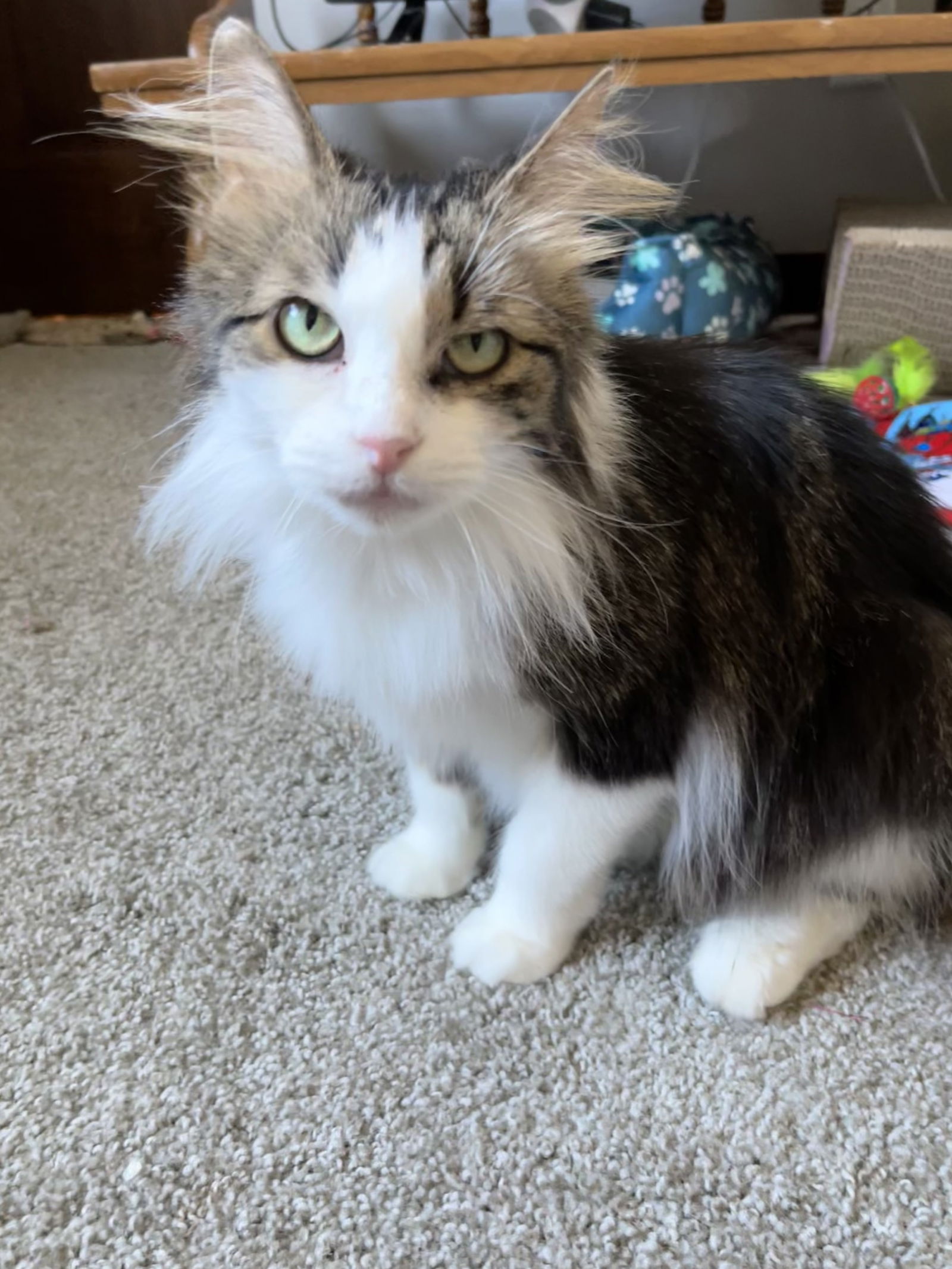 adoptable Cat in Forest Lake, MN named Elmyra