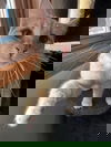 Pixy