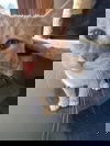 Pixy