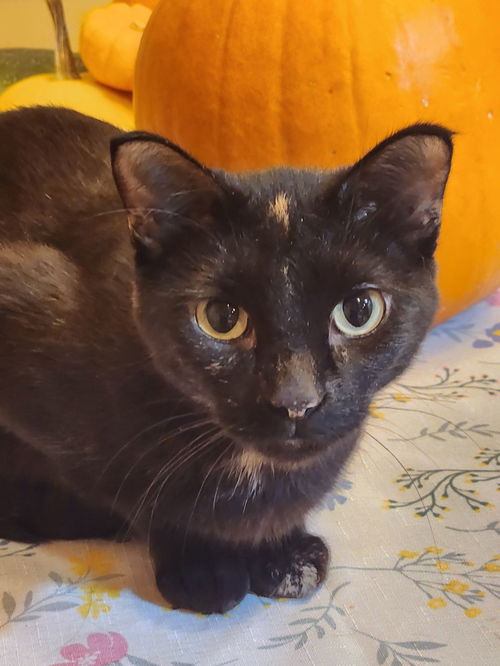 Smudge
