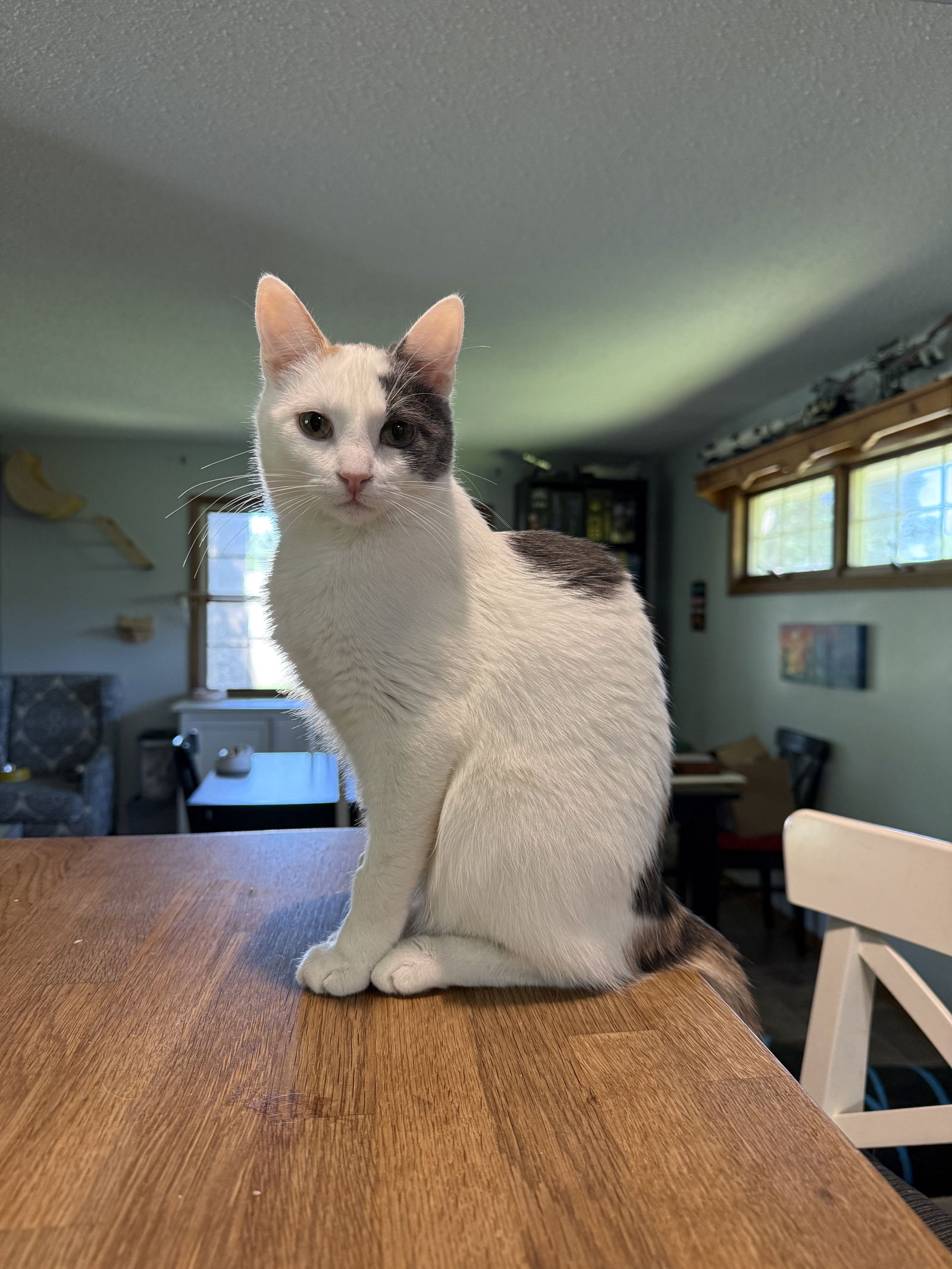adoptable Cat in Forest Lake, MN named Perseverance