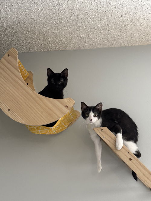 picture of the cat needing adoption