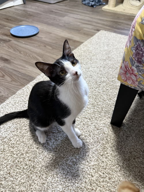 picture of the cat needing adoption