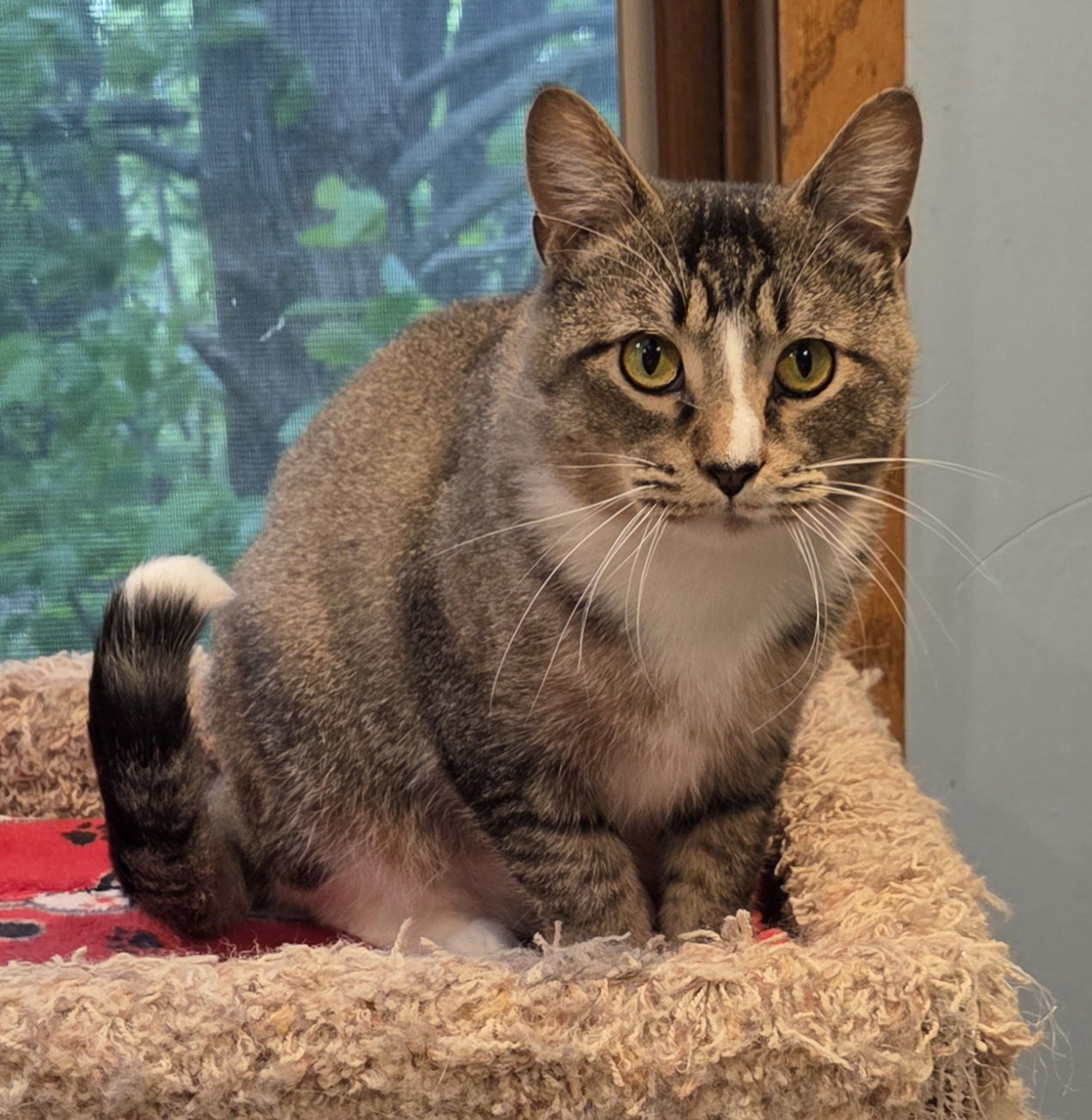 adoptable Cat in Forest Lake, MN named Archer
