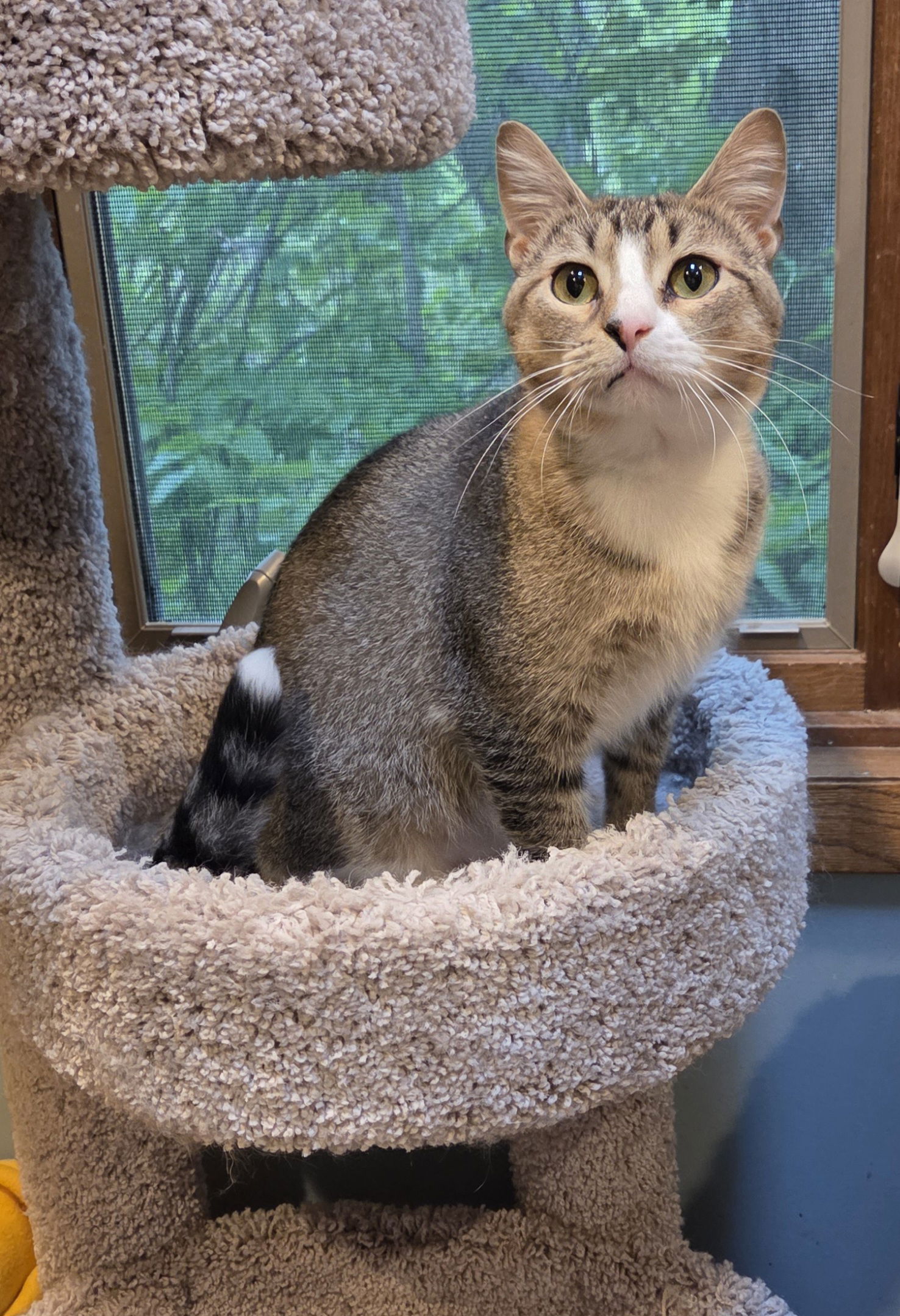 adoptable Cat in Forest Lake, MN named Ripley