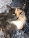 Liliana