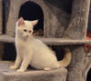 Falkor