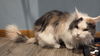 Tippi
