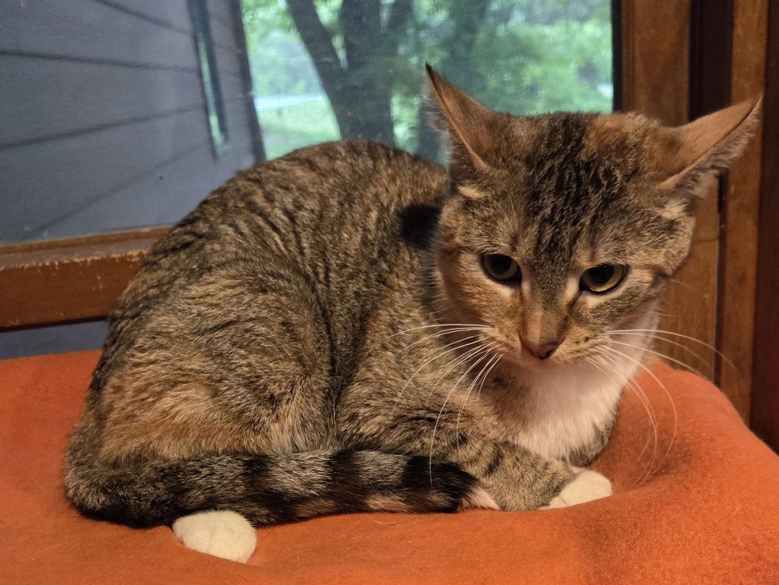 adoptable Cat in Forest Lake, MN named Barista