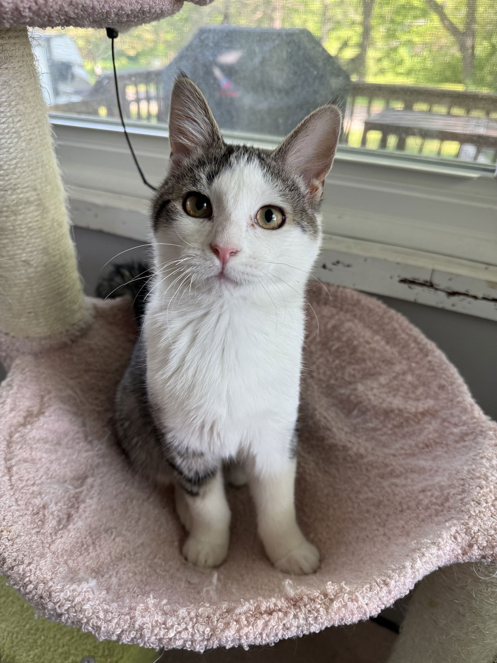 adoptable Cat in Forest Lake, MN named Toto