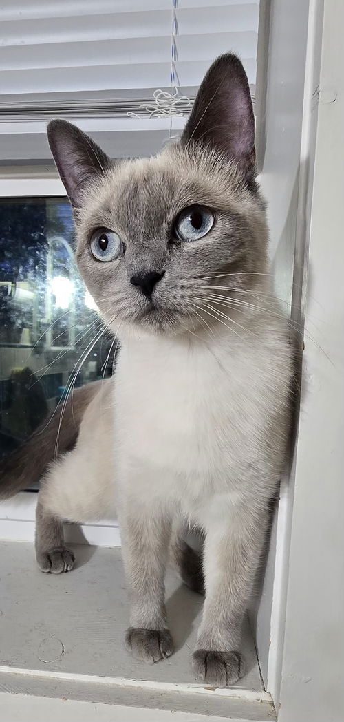 Si