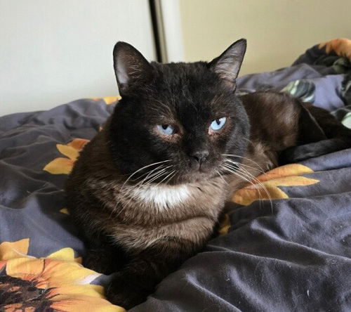 Boris