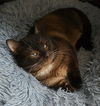Boris