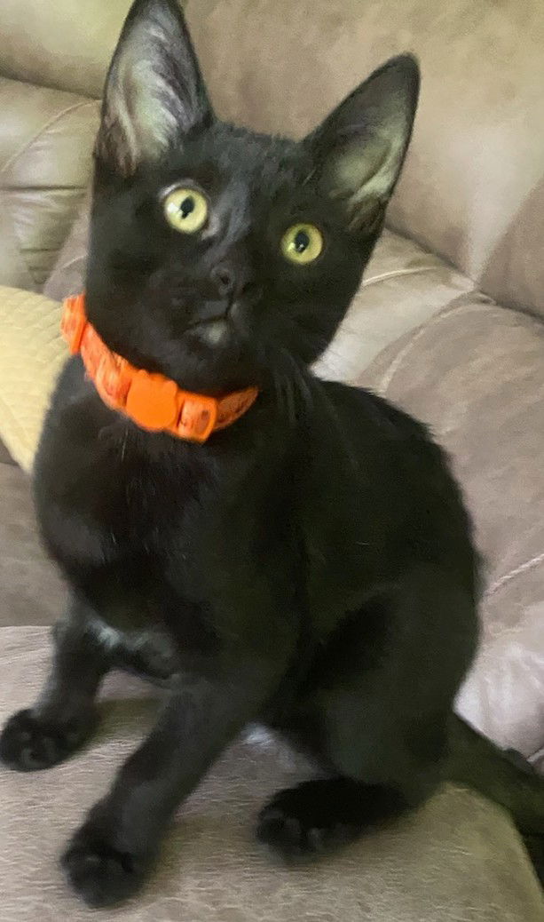 adoptable Cat in Minneapolis, MN named Cuddle Cakes