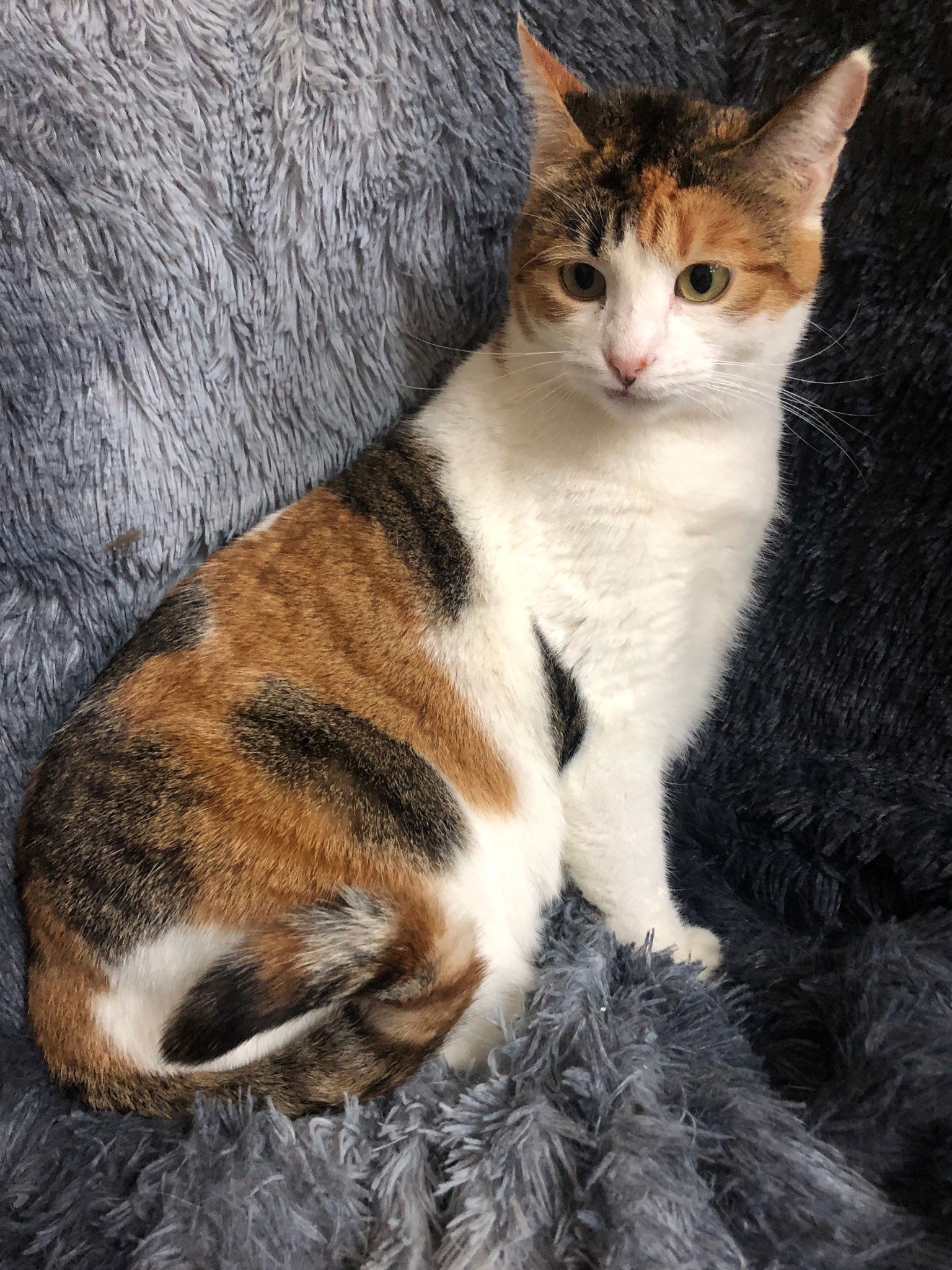 adoptable Cat in Forest Lake, MN named Tulip