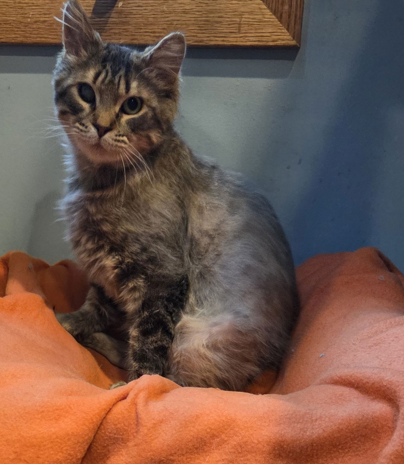 adoptable Cat in Forest Lake, MN named Jedediah