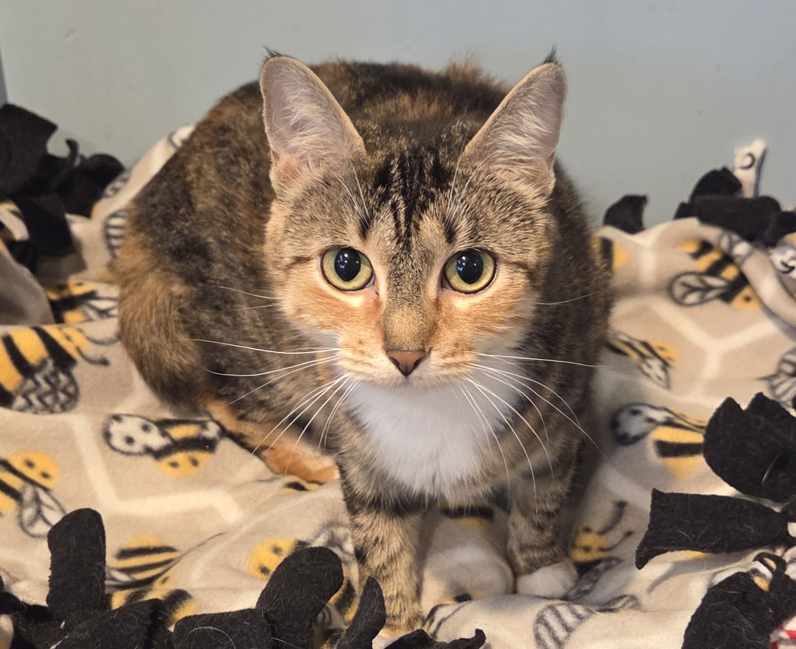adoptable Cat in Forest Lake, MN named Morsa