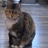 Morsa - Photo 3