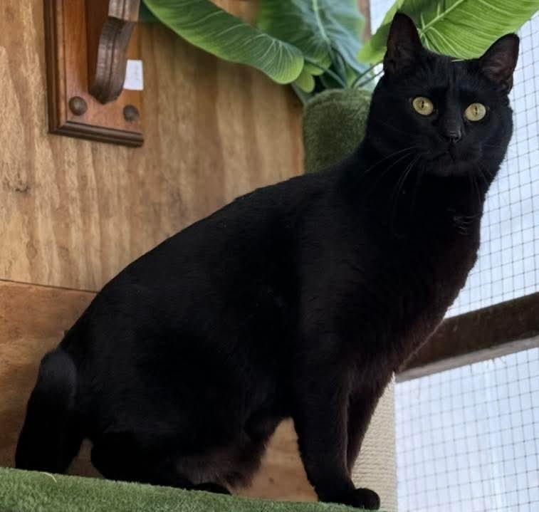 adoptable Cat in Forest Lake, MN named Lady Midnight