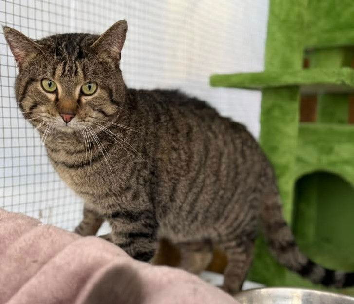 adoptable Cat in Forest Lake, MN named Tom Tom