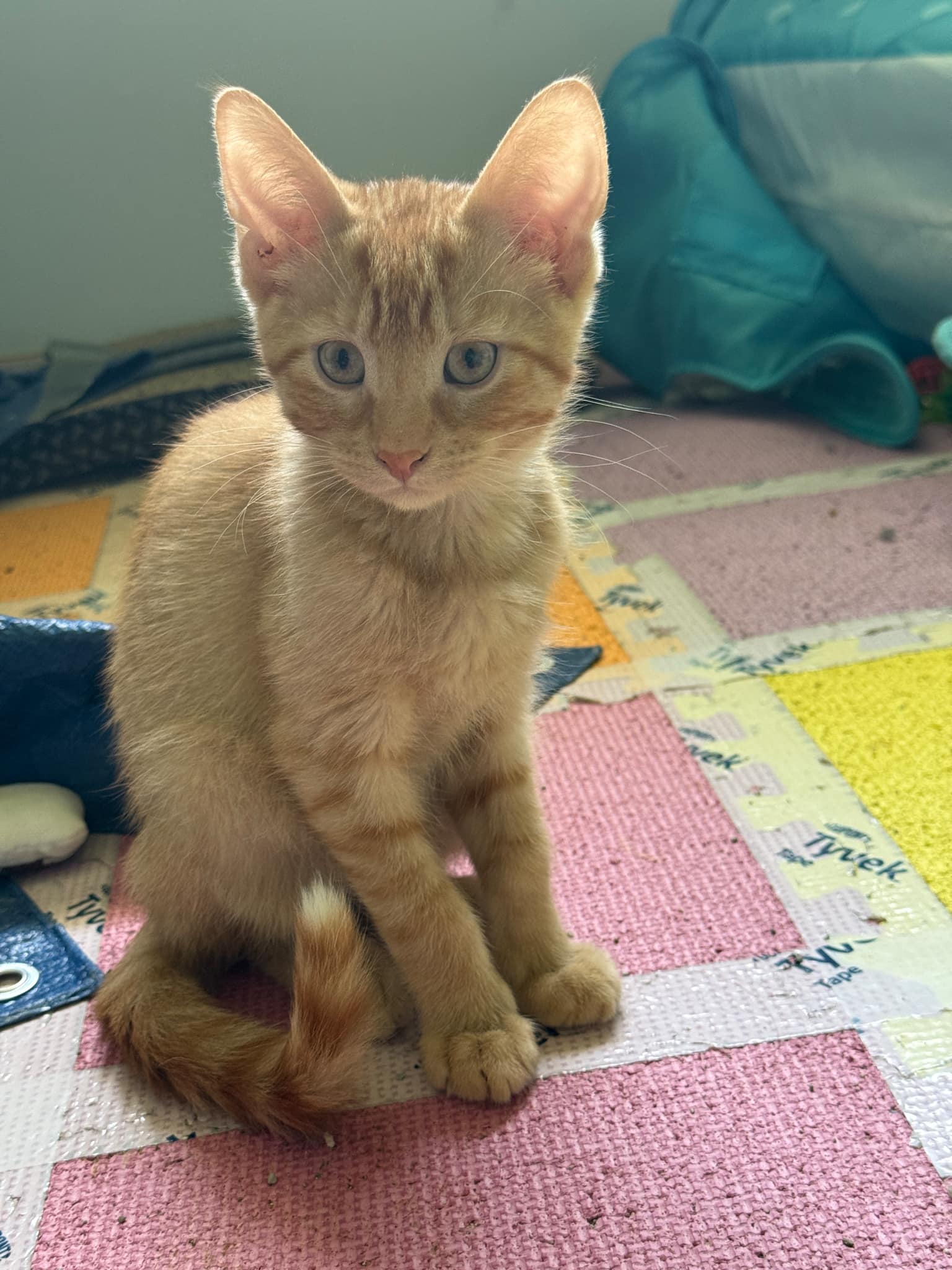 adoptable Cat in Forest Lake, MN named Cappuccino