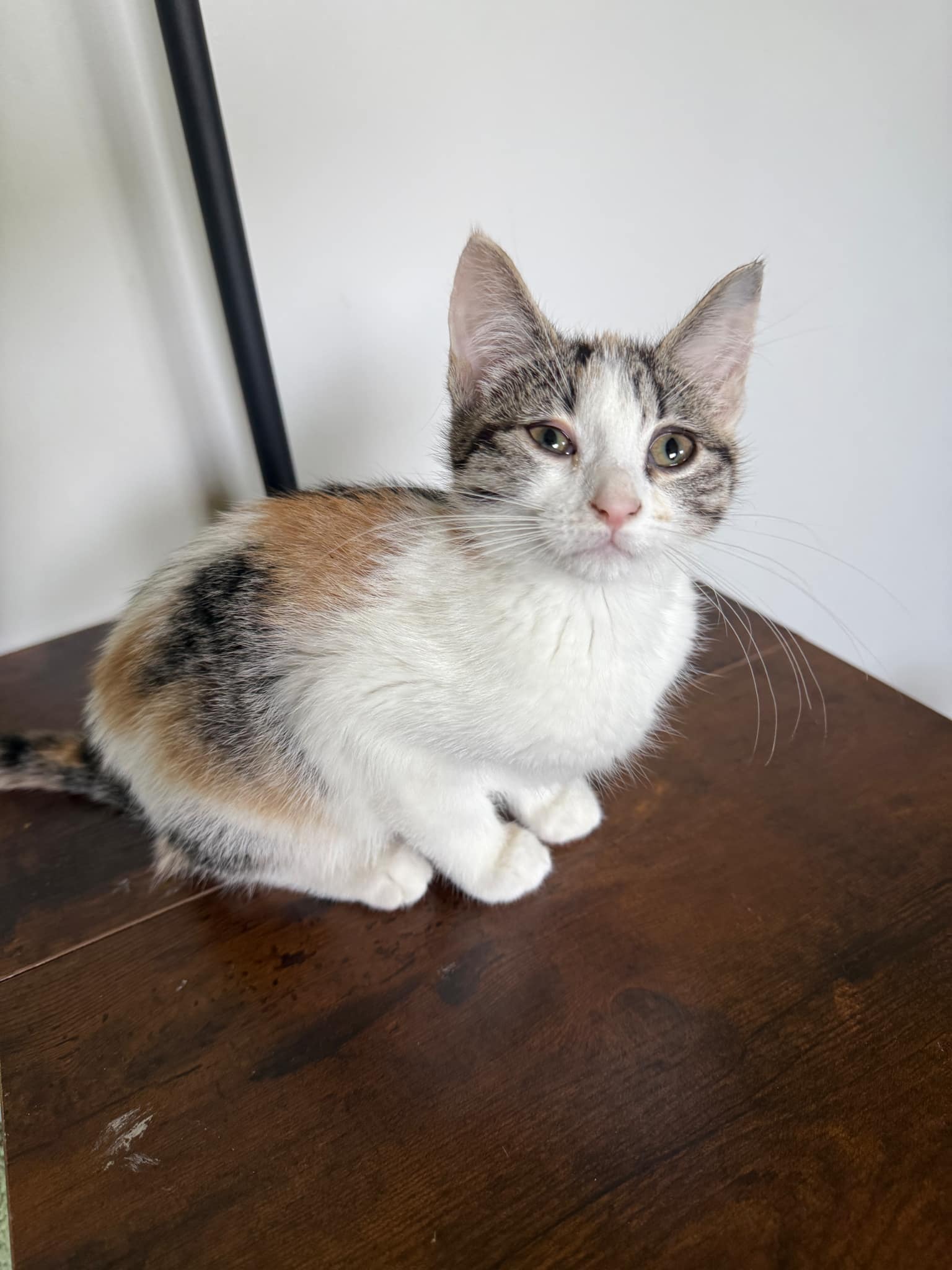 adoptable Cat in Forest Lake, MN named Molly