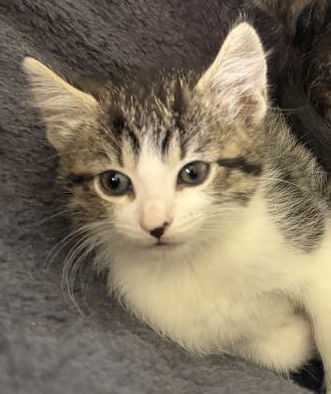 adoptable Cat in Forest Lake, MN named Miloh