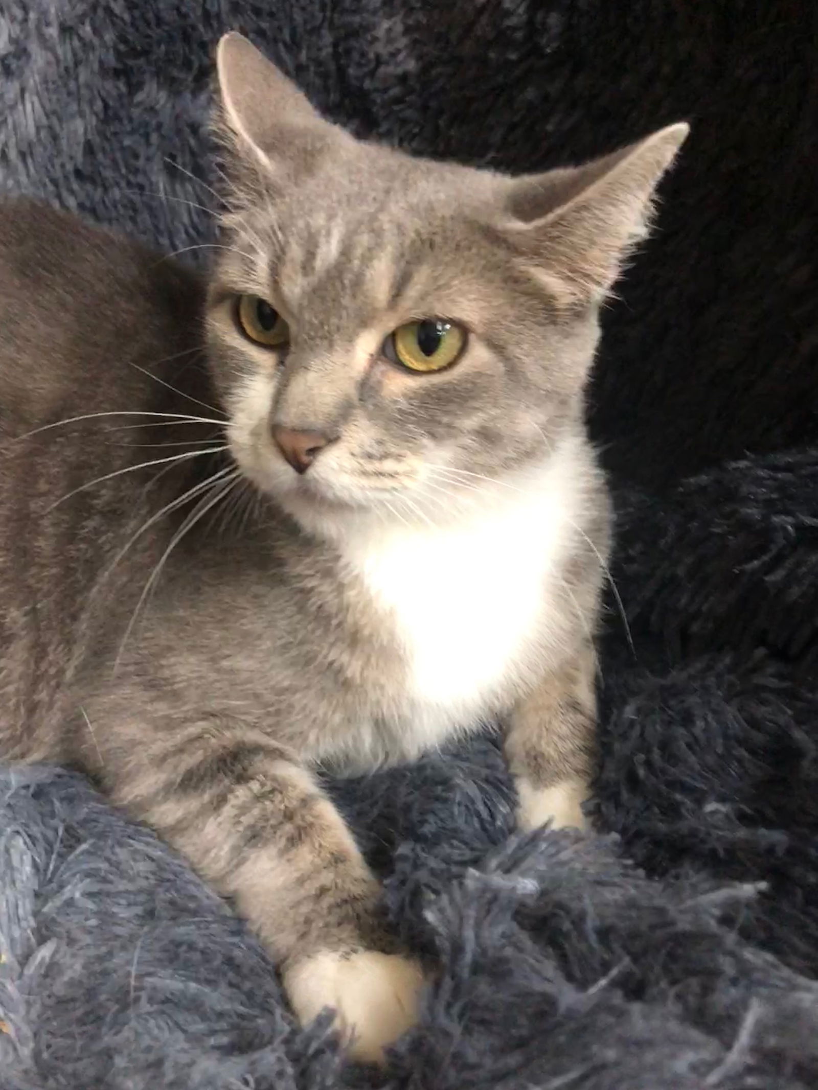 adoptable Cat in Forest Lake, MN named Mon Cheri