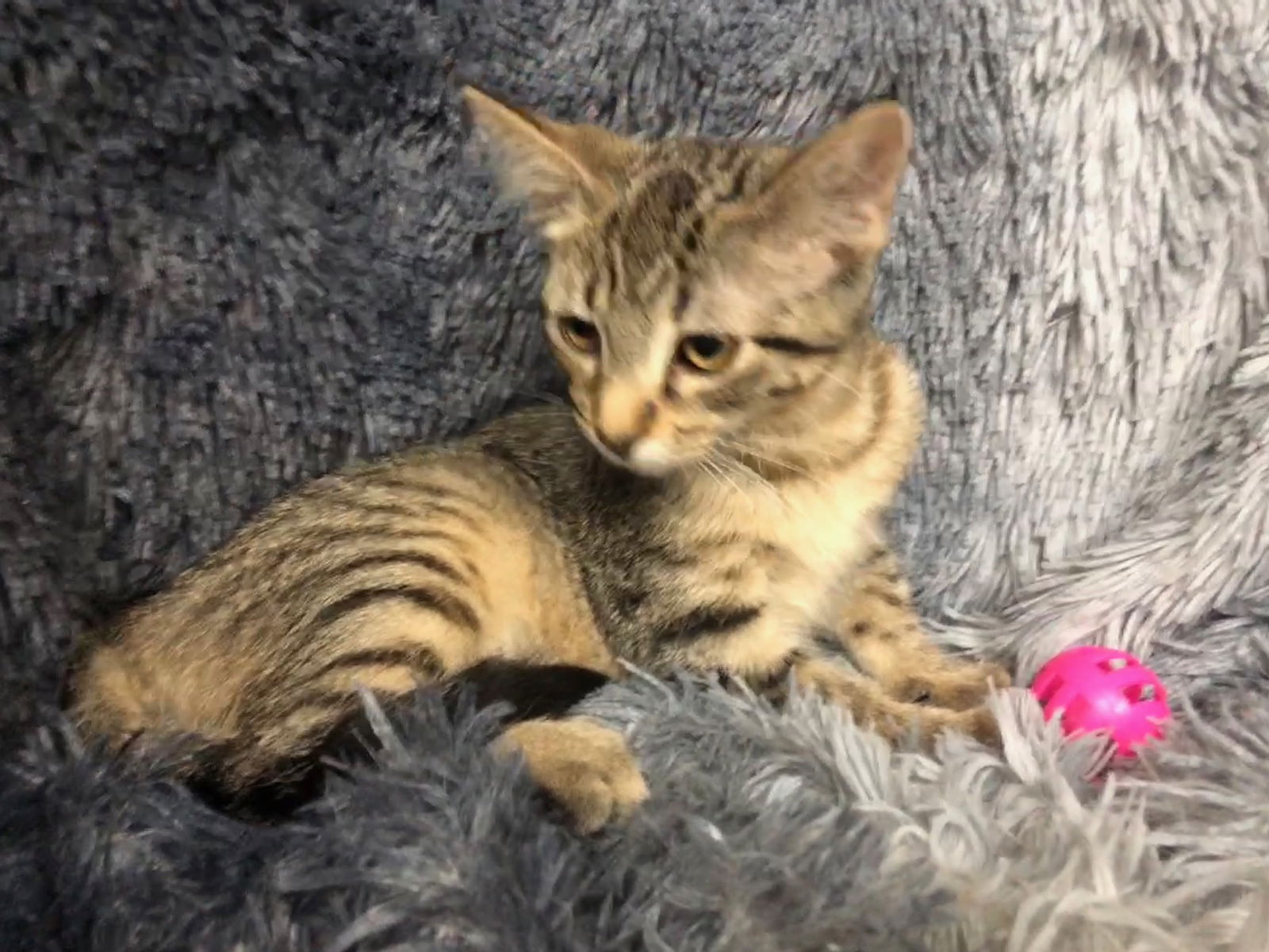 adoptable Cat in Forest Lake, MN named Un