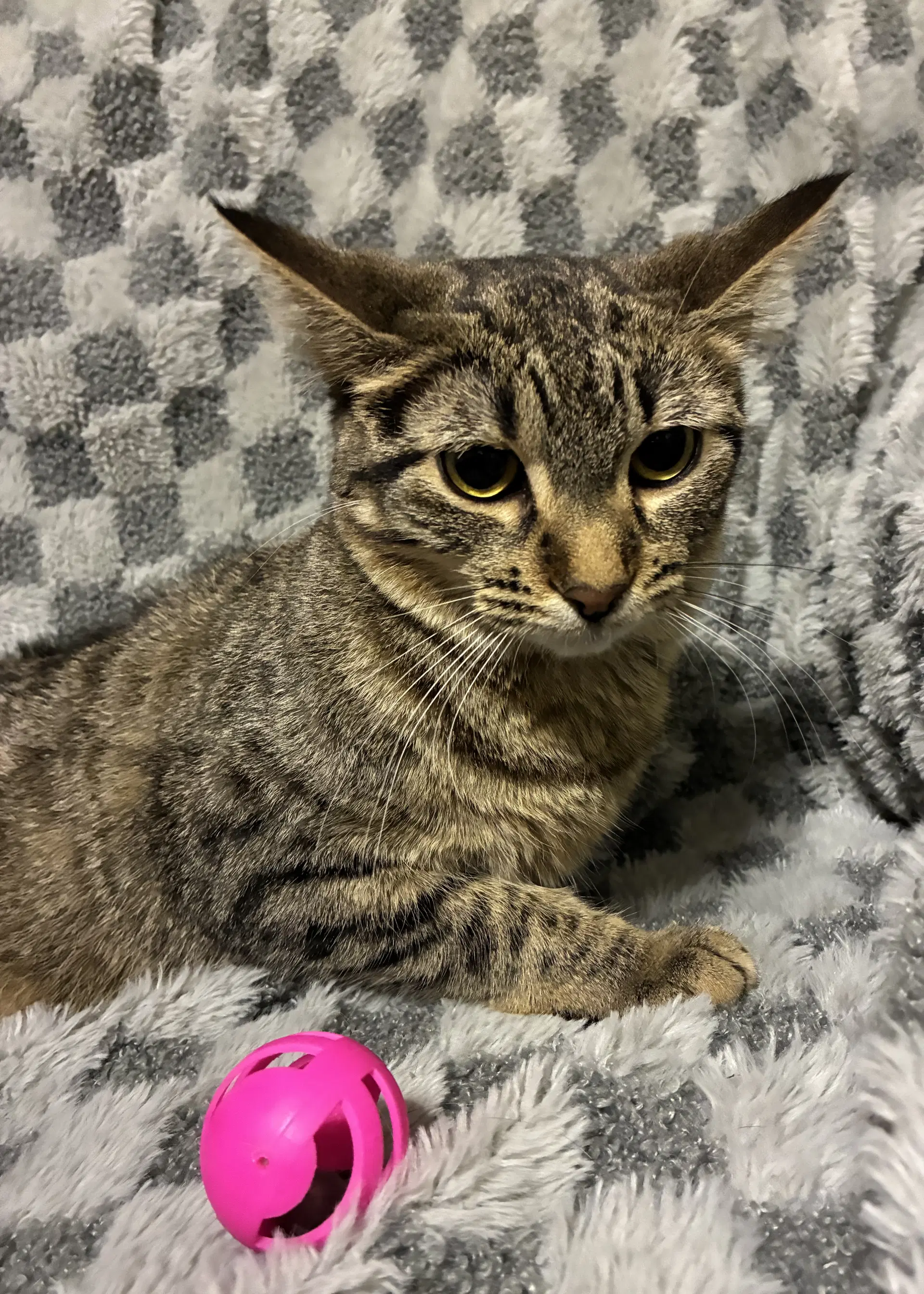 Un - Domestic Short Hair